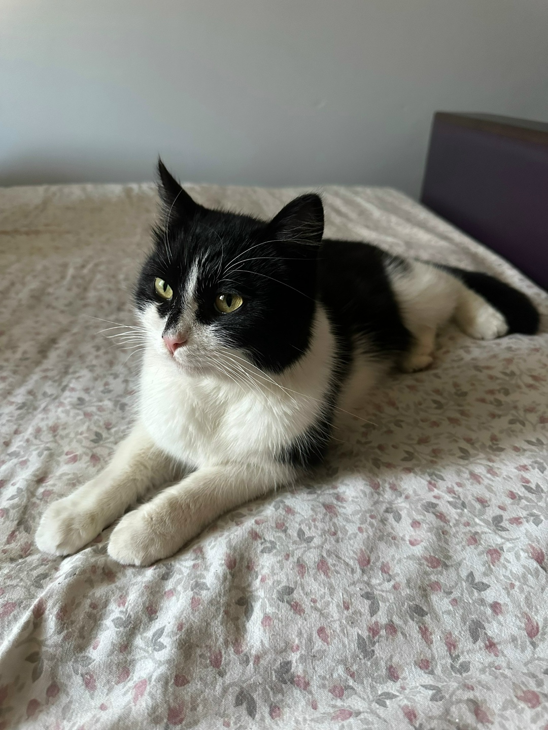 Пропала кошка в Магнитогорске — фото объявления