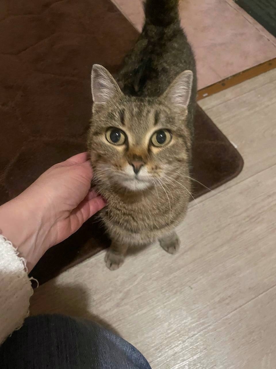 Пропала собака в Магнитогорске — фото объявления