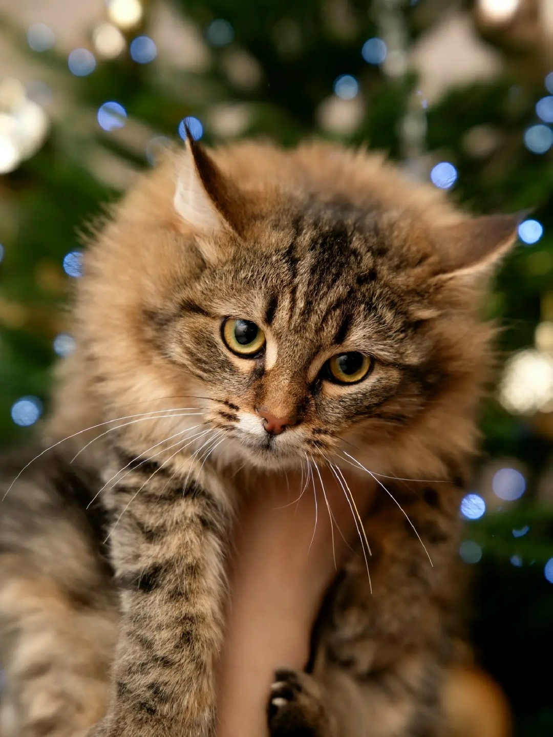 Найдена кошка в Твери — фото объявления