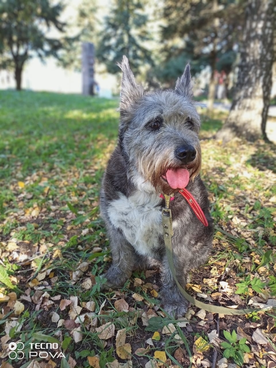 Пропала собака в Твери — фото объявления