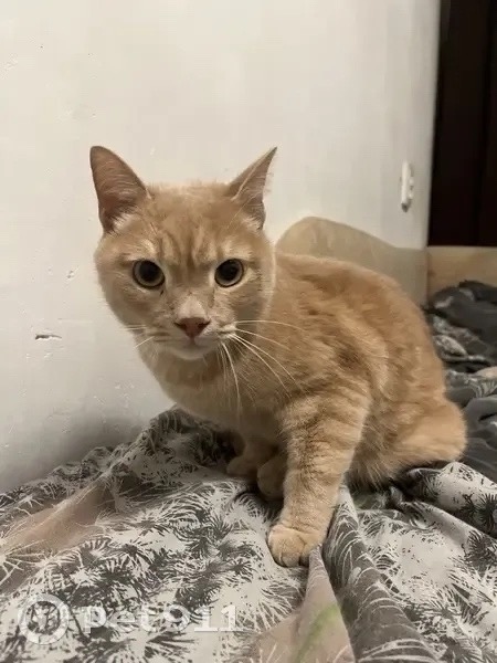 Найдена кошка в Твери — фото объявления