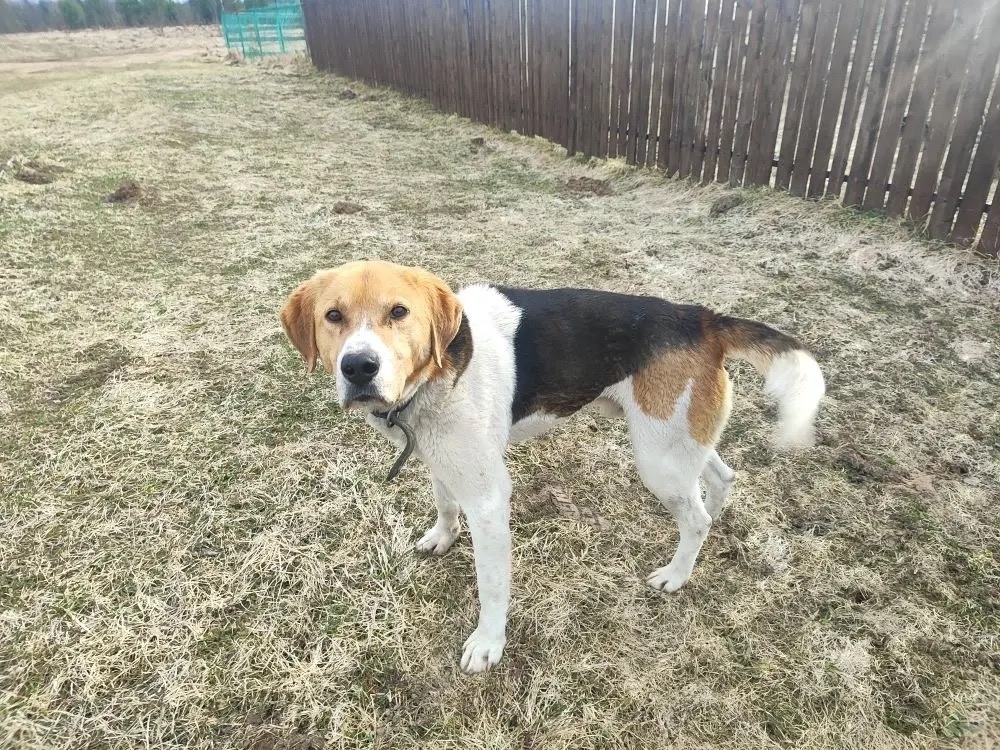 Найдена собака в Твери — фото объявления