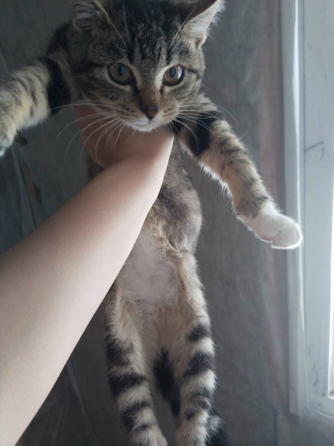 Найдена кошка в Твери — фото объявления