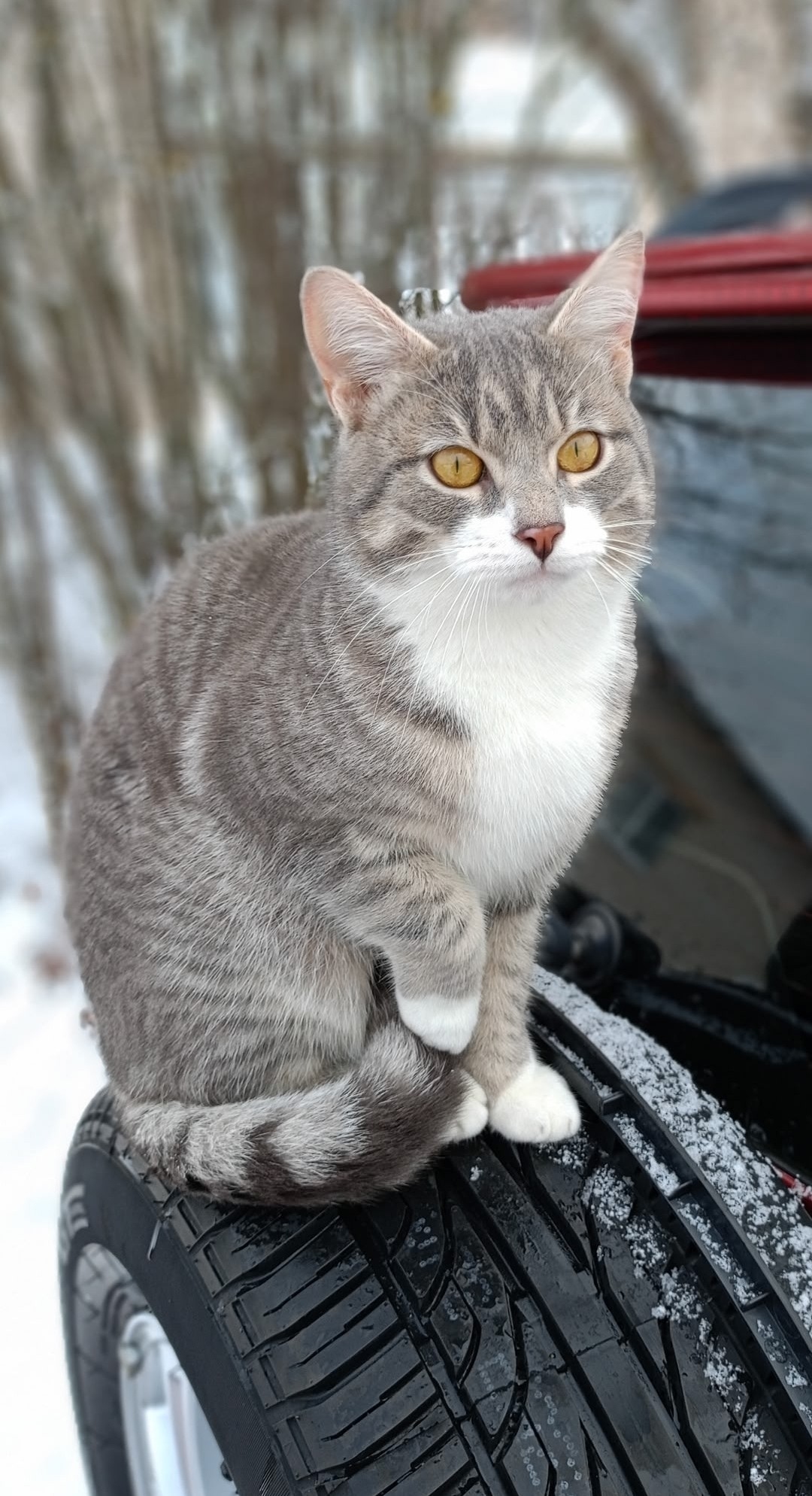 Пропала кошка в Твери — фото объявления