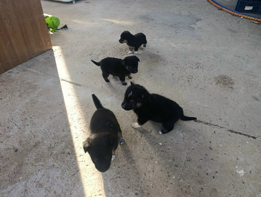 Найдена собака в Симферополе — фото объявления