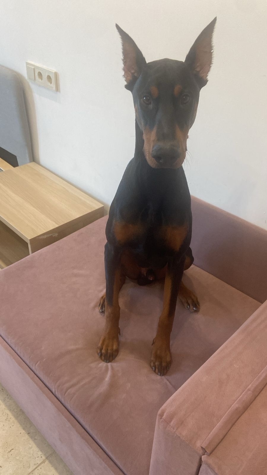 Пропала собака в Симферополе — фото объявления