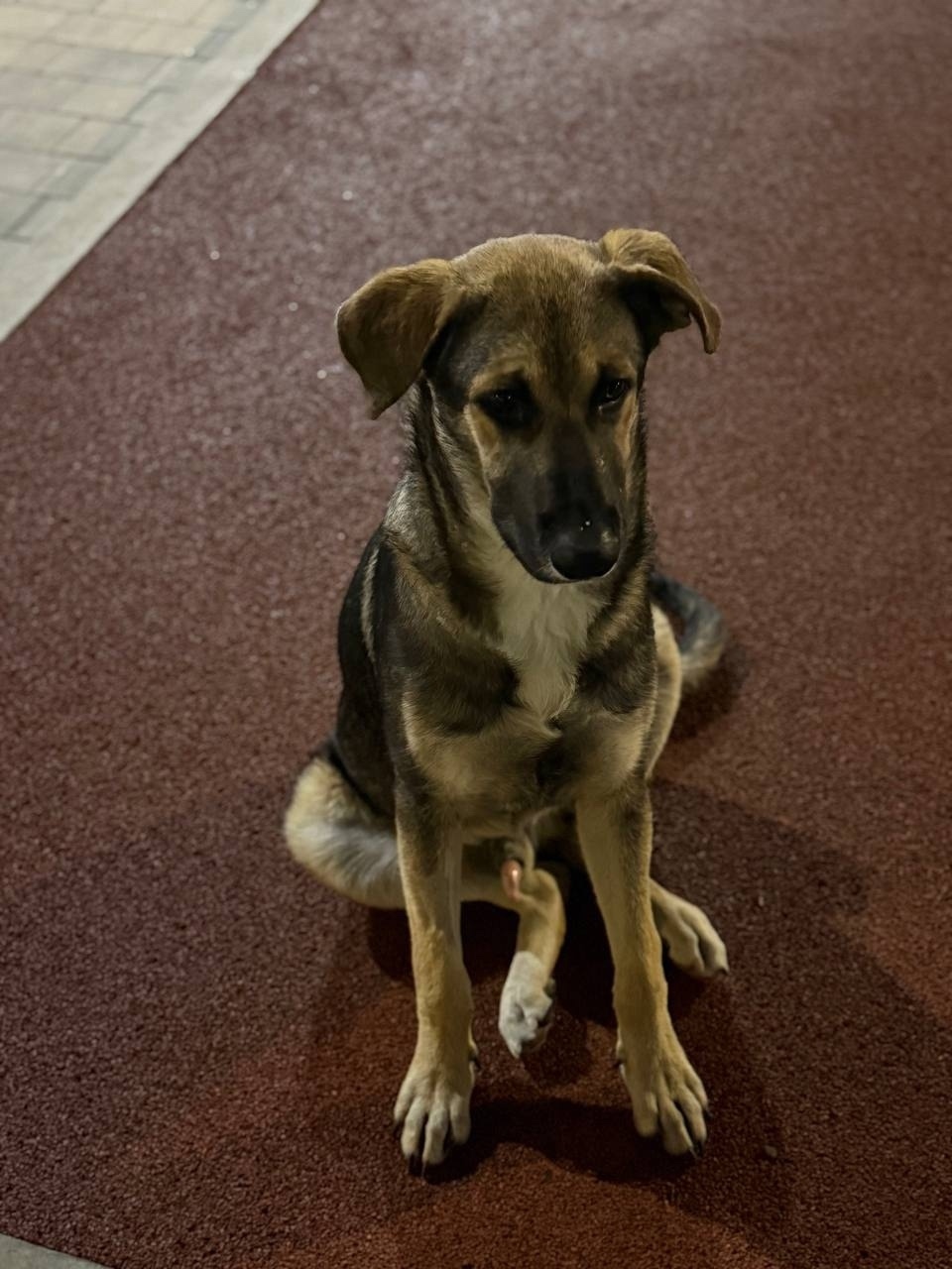 Найдена собака в Симферополе — фото объявления