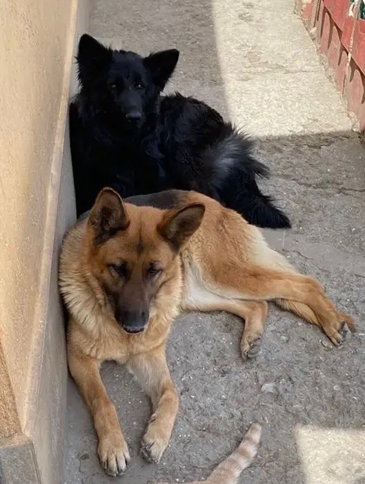 Пропала собака в Симферополе — фото объявления