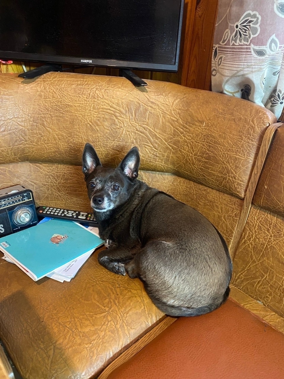 Пропала собака в Симферополе — фото объявления