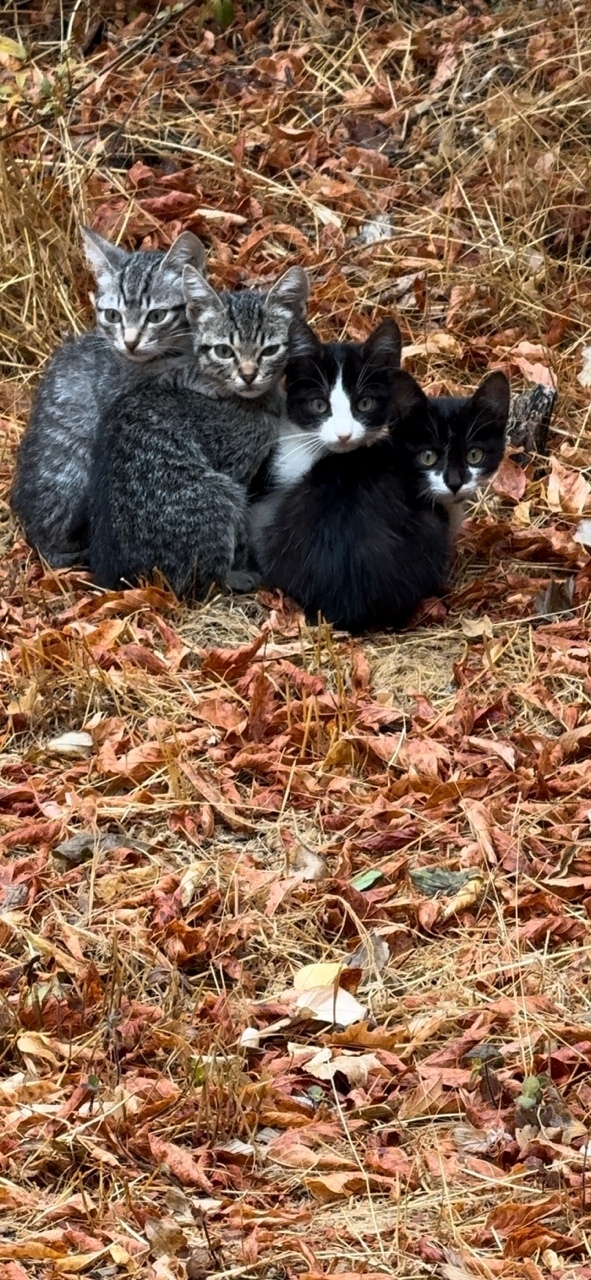 Пропала собака в Симферополе — фото объявления