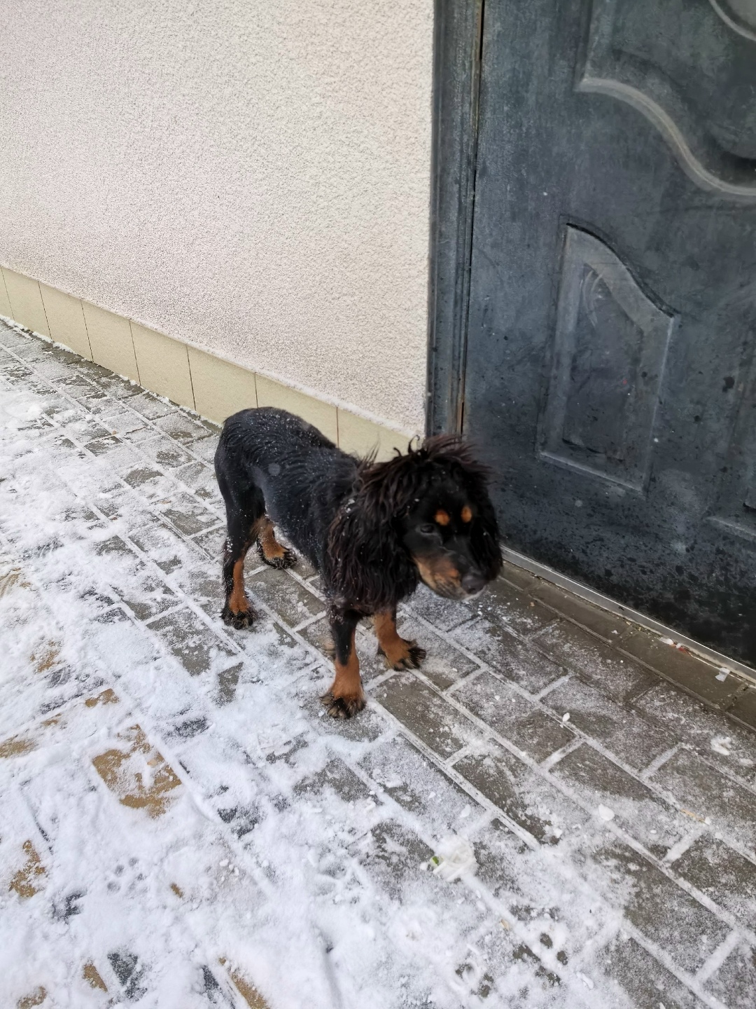 Пропала собака в Симферополе — фото объявления