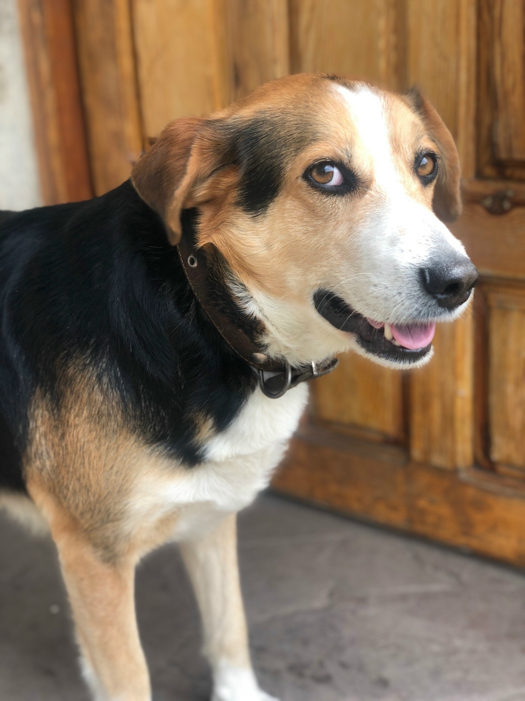 Пропала собака в Симферополе — фото объявления