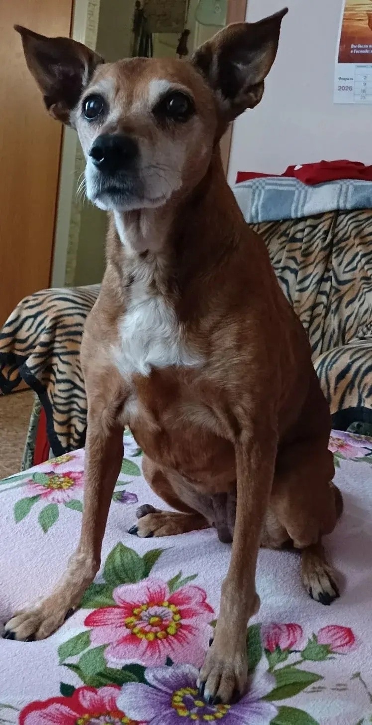 Пропала собака в Симферополе — фото объявления