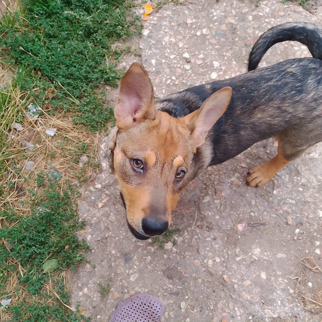 Пропала собака в Симферополе — фото объявления