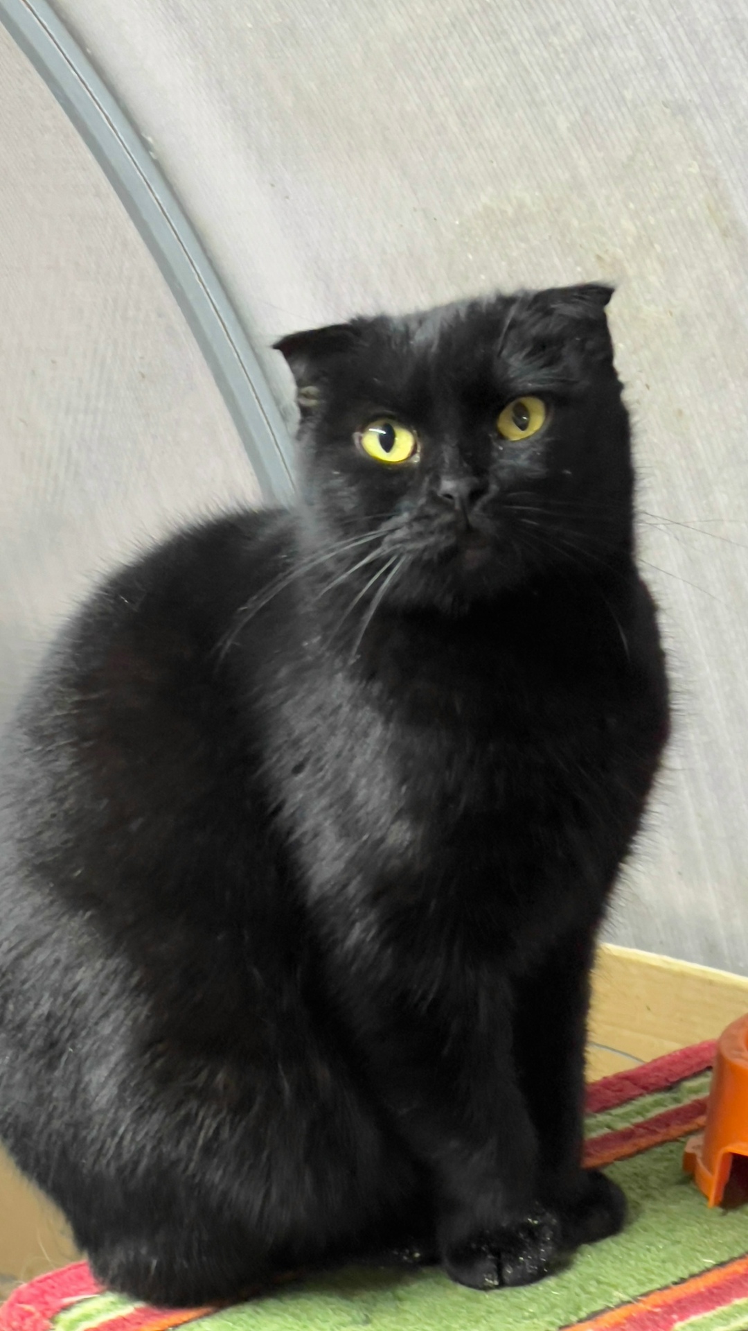 Найдена собака в Симферополе — фото объявления