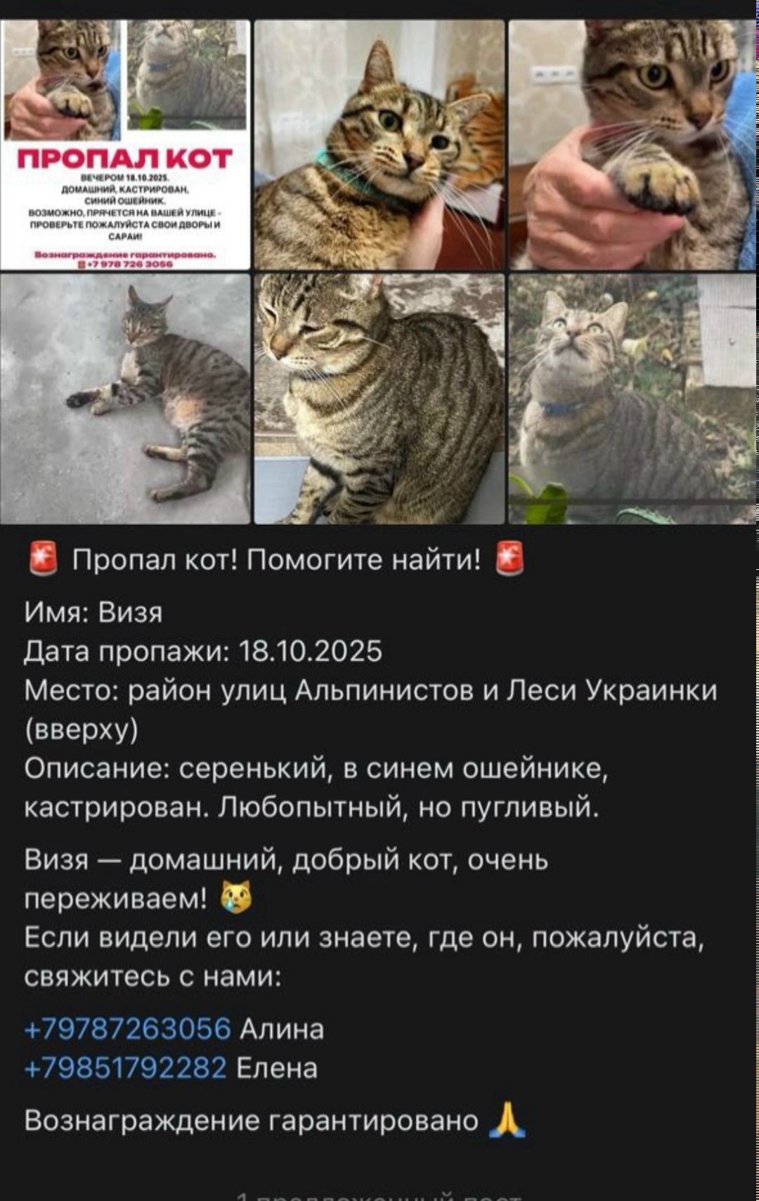 Пропала кошка в Симферополе — фото объявления