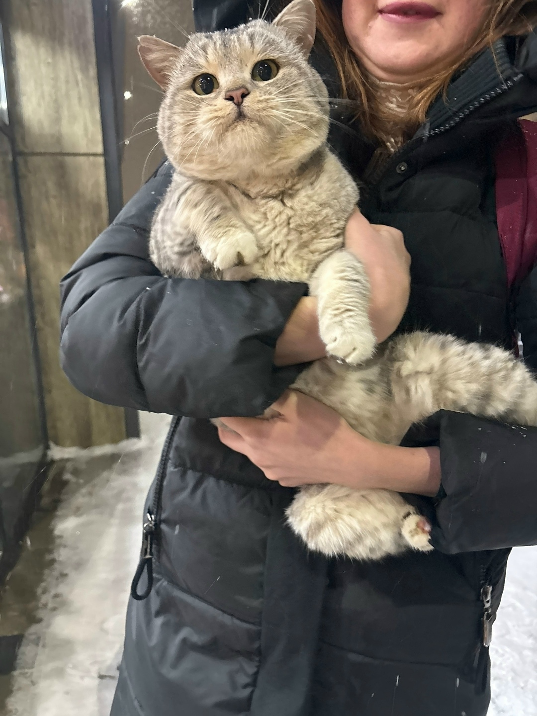 Пропала кошка в Нижнекамске — фото объявления
