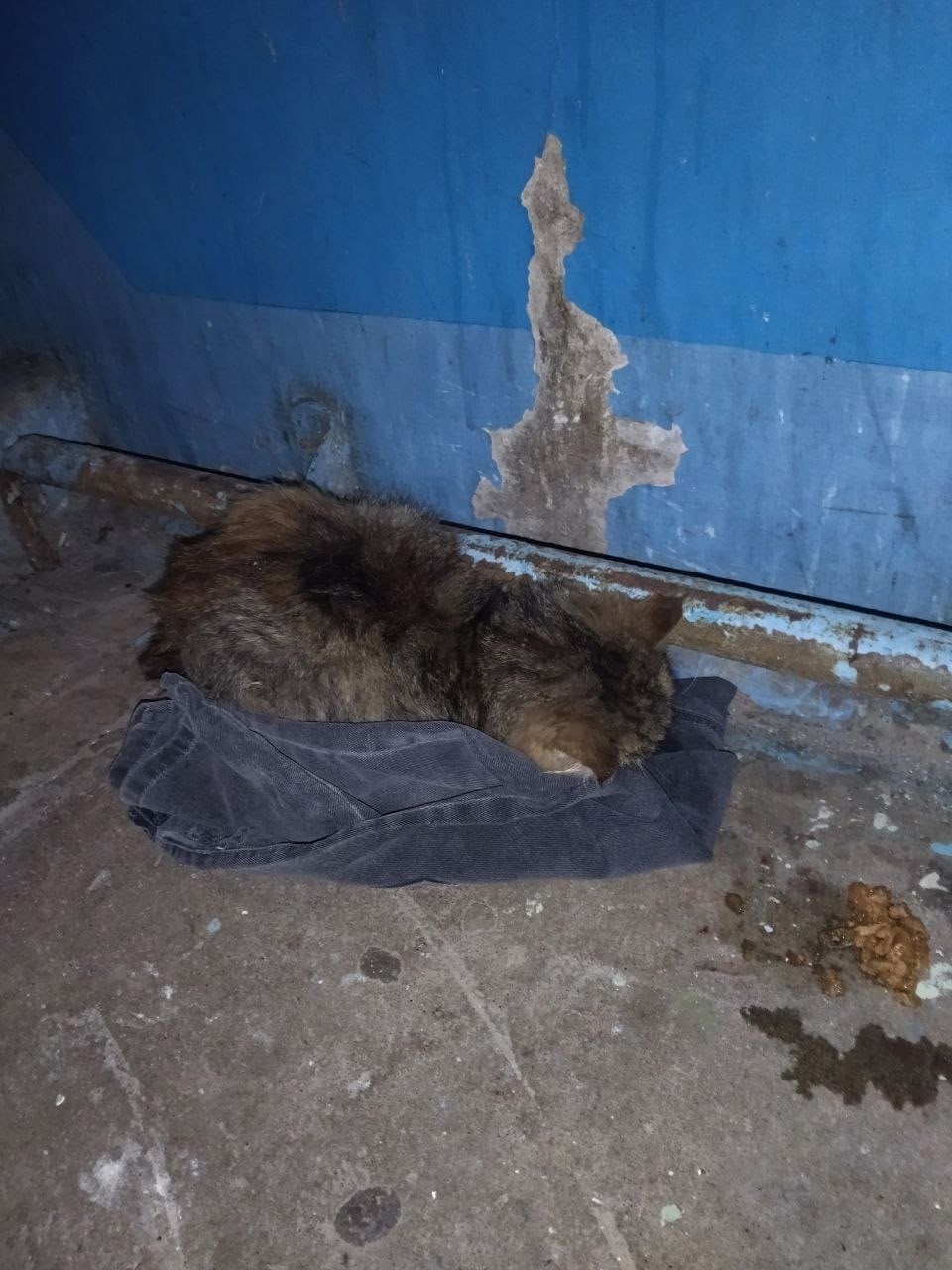 Найдена кошка в Нижнекамске — фото объявления