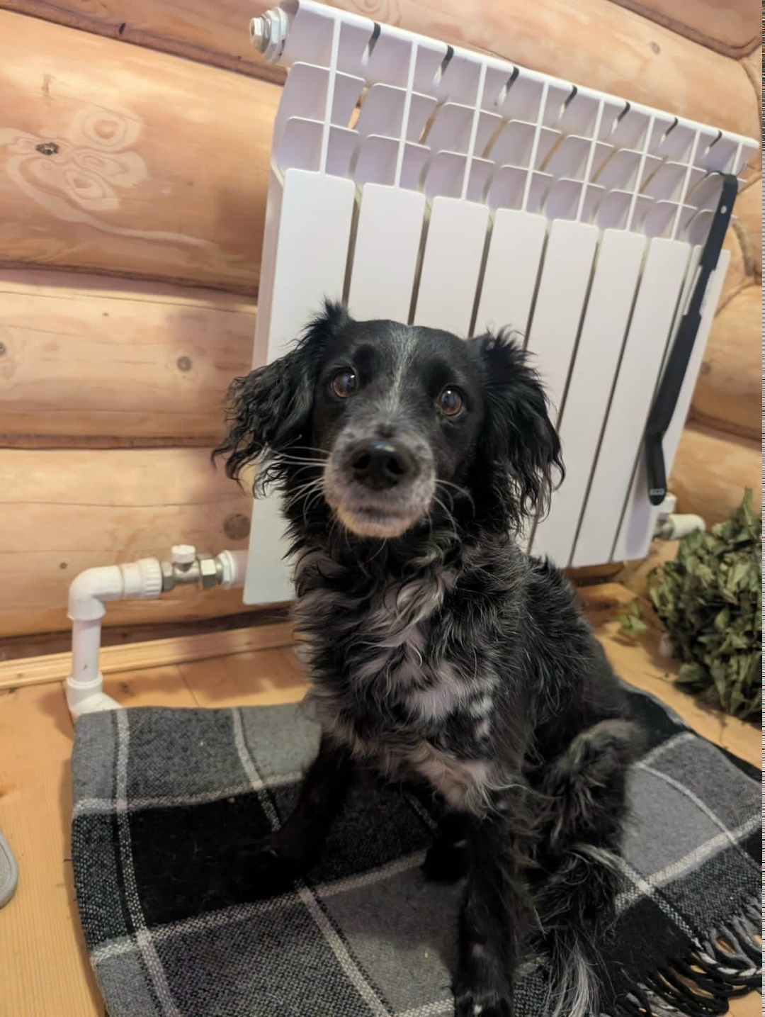 Найдена собака в Нижнекамске — фото объявления