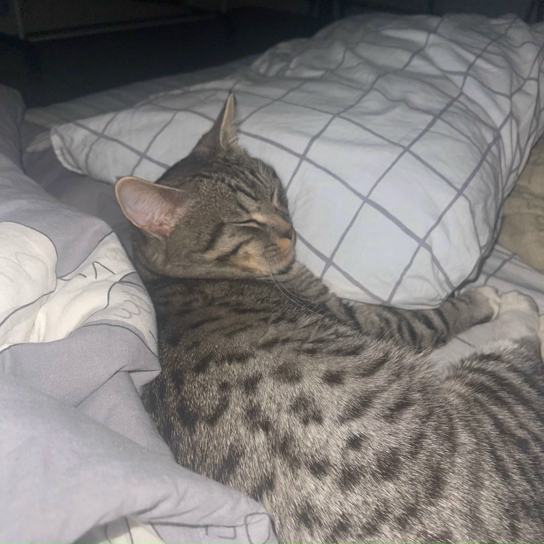 Пропала кошка в Нижнекамске — фото объявления