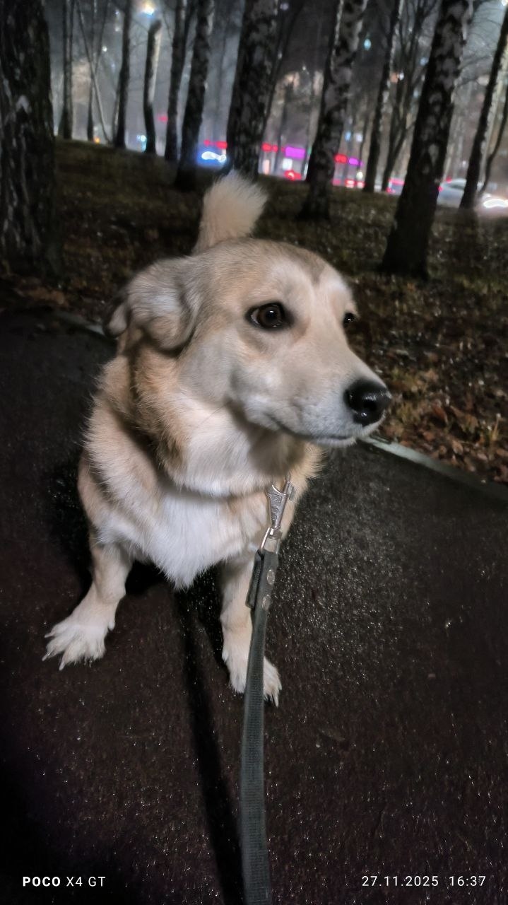 Пропала собака в Нижнекамске — фото объявления