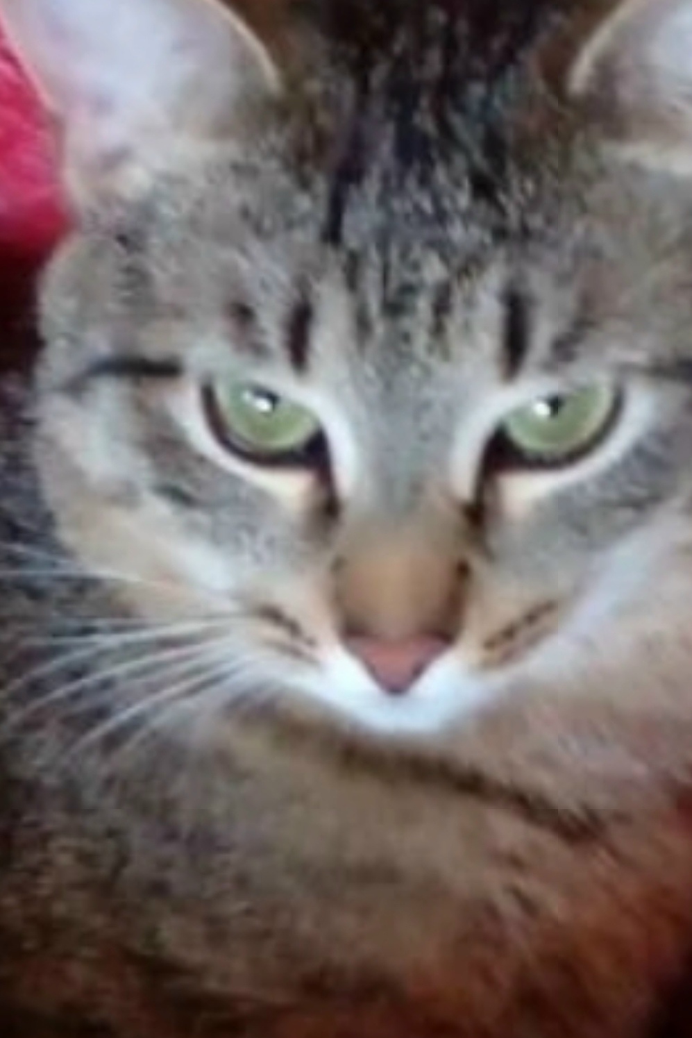 Найдена кошка в Нижнекамске — фото объявления