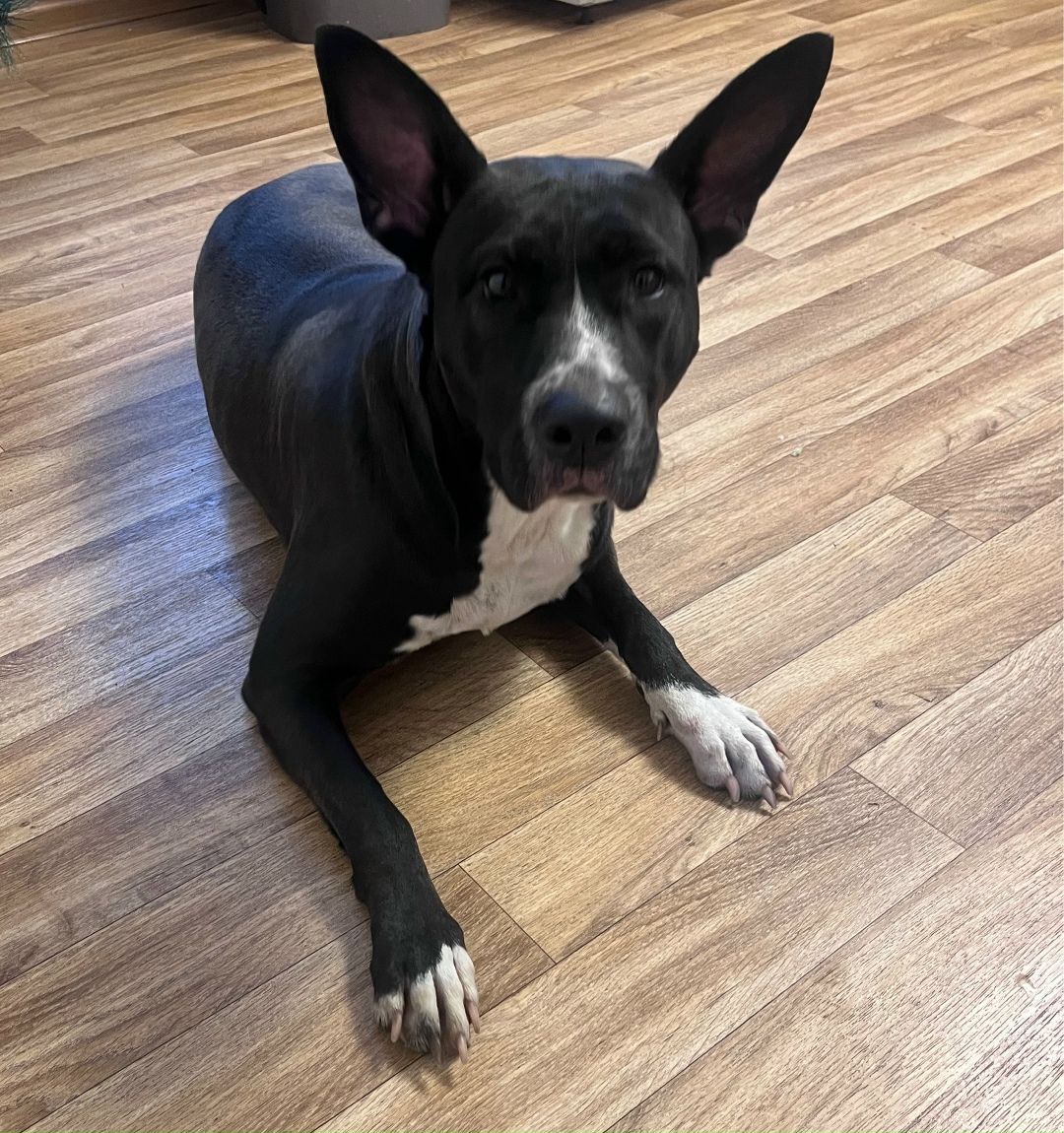 Найдена собака в Нижнекамске — фото объявления