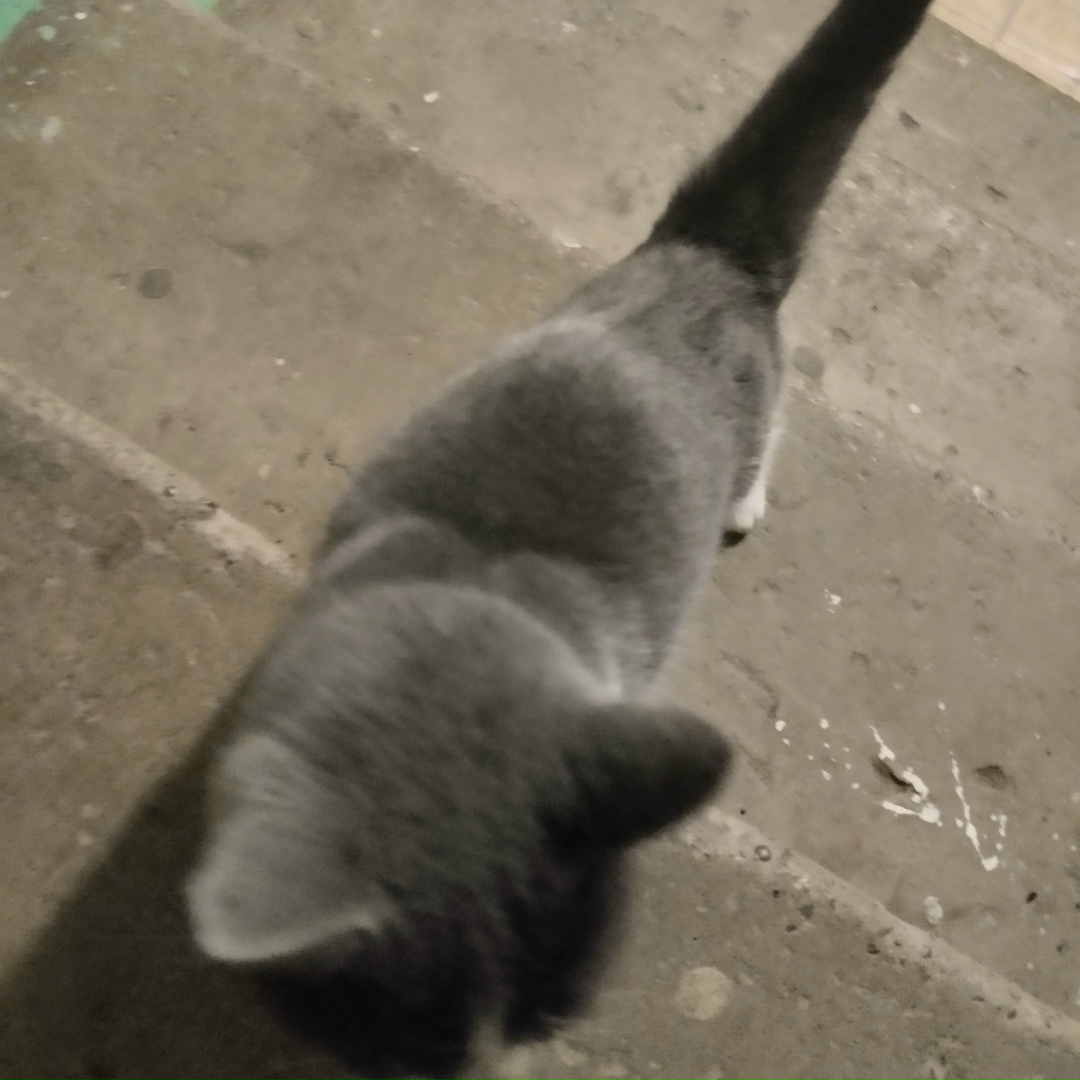 Найдена кошка в Нижнекамске — фото объявления