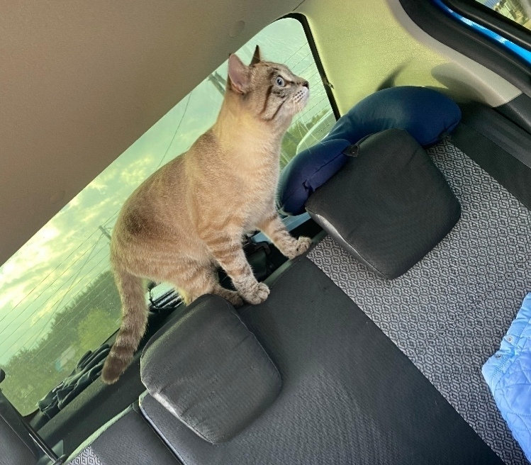 Пропала кошка в Нижнекамске — фото объявления