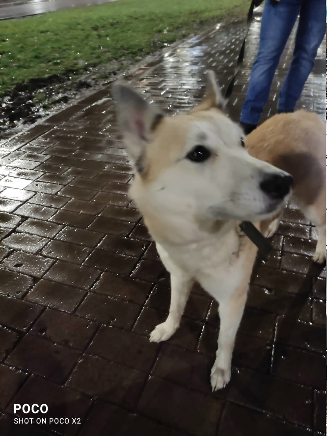 Пропала собака в Нижнекамске — фото объявления