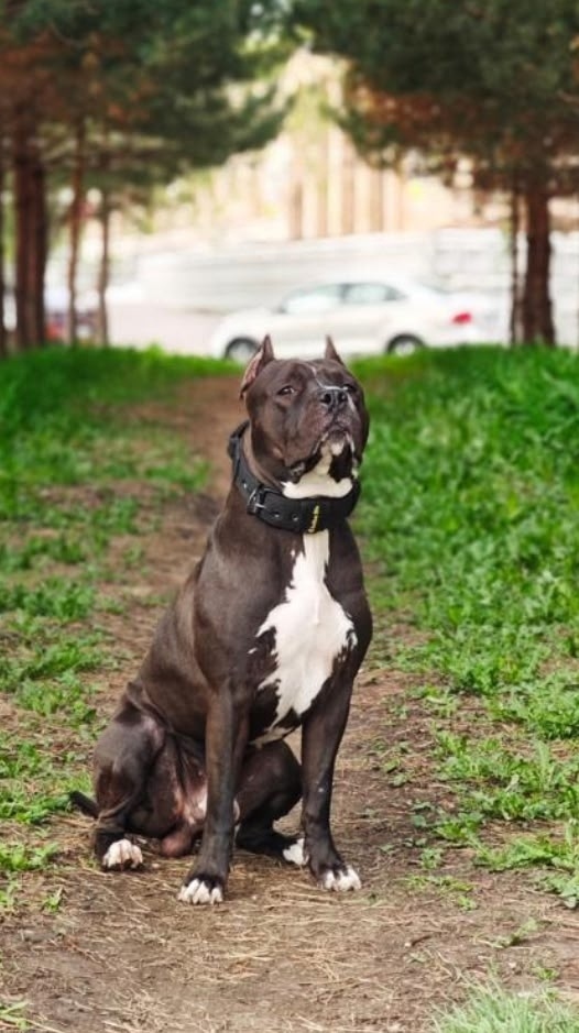 Пропала собака в Нижнекамске — фото объявления
