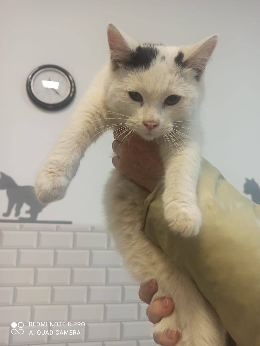 Найдена кошка в Нижнекамске — фото объявления