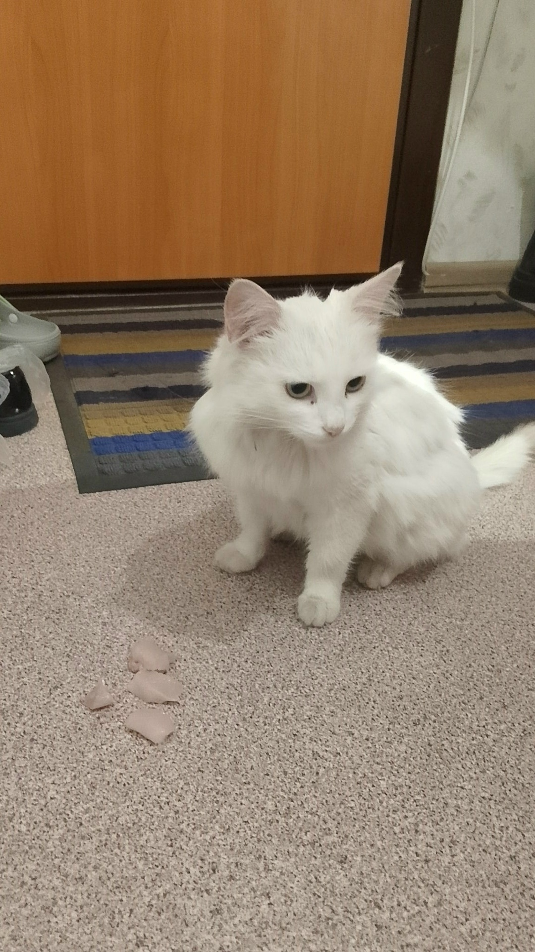 Найдена кошка в Нижнекамске — фото объявления