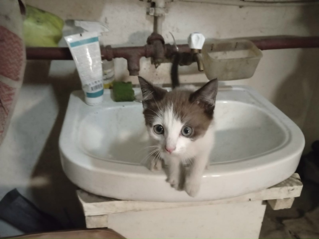 Найдена кошка в Архангельске — фото объявления