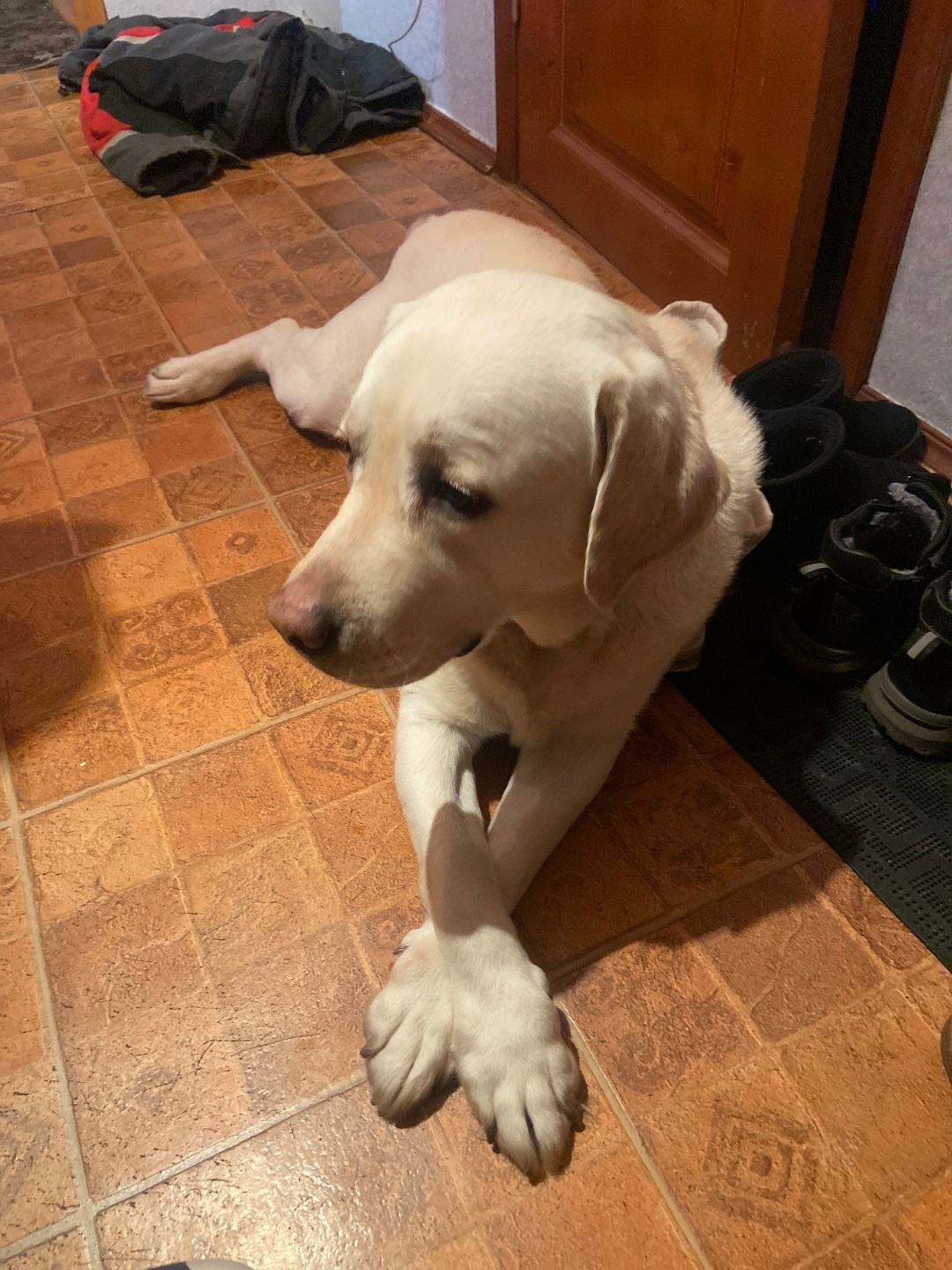 Найдена собака в Архангельске — фото объявления