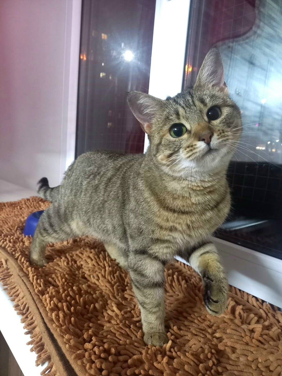 Пропала кошка в Архангельске — фото объявления