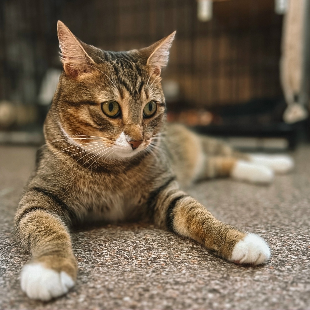 Найдена кошка в Архангельске — фото объявления