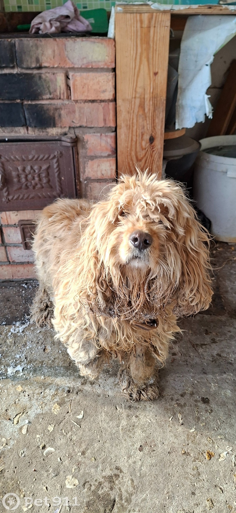 Найдена собака в Тамбове — фото объявления