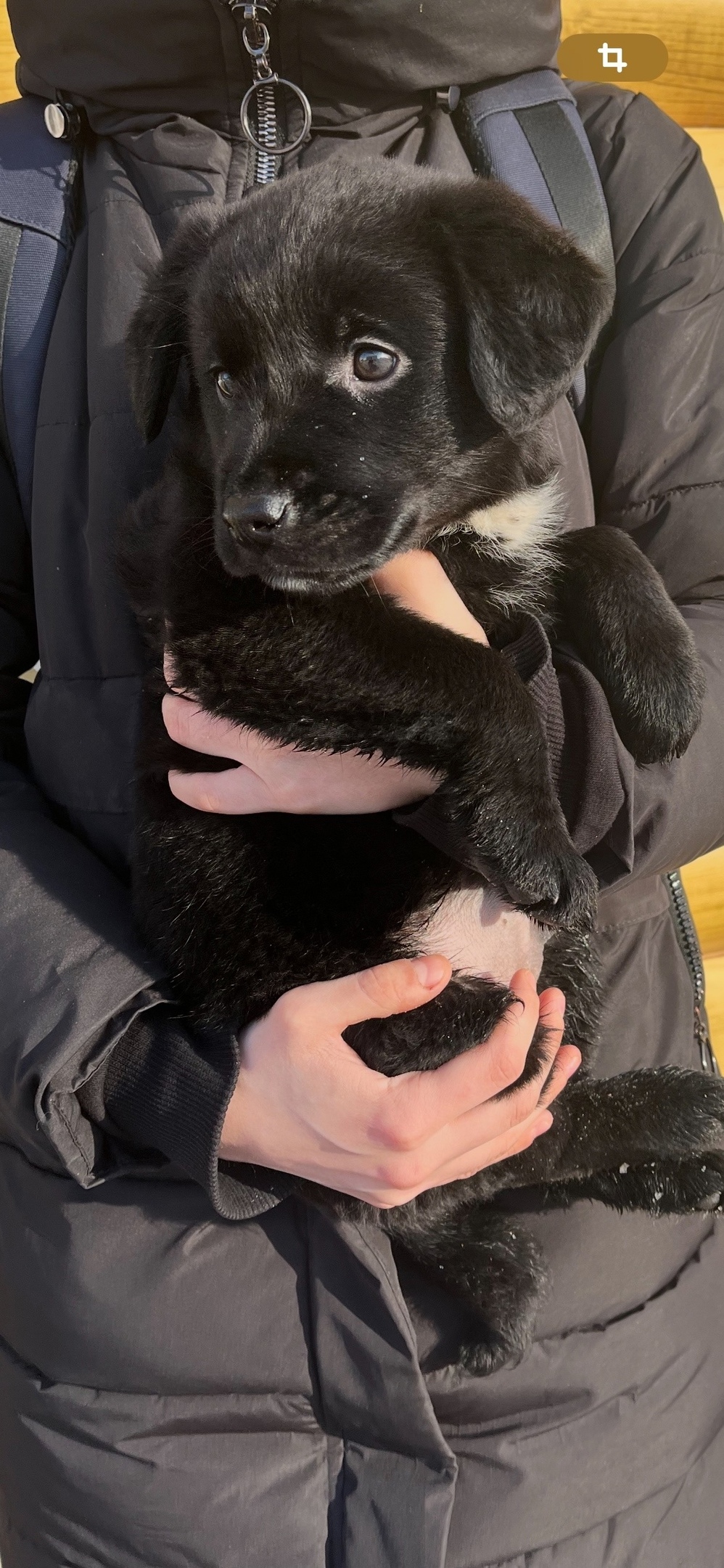 Найдена собака в Тамбове — фото объявления