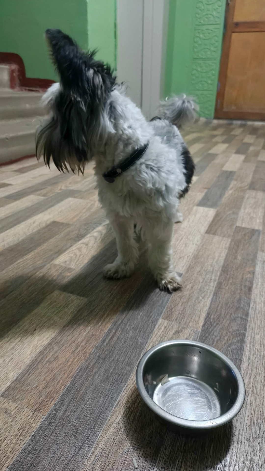 Пропала собака в Тамбове — фото объявления