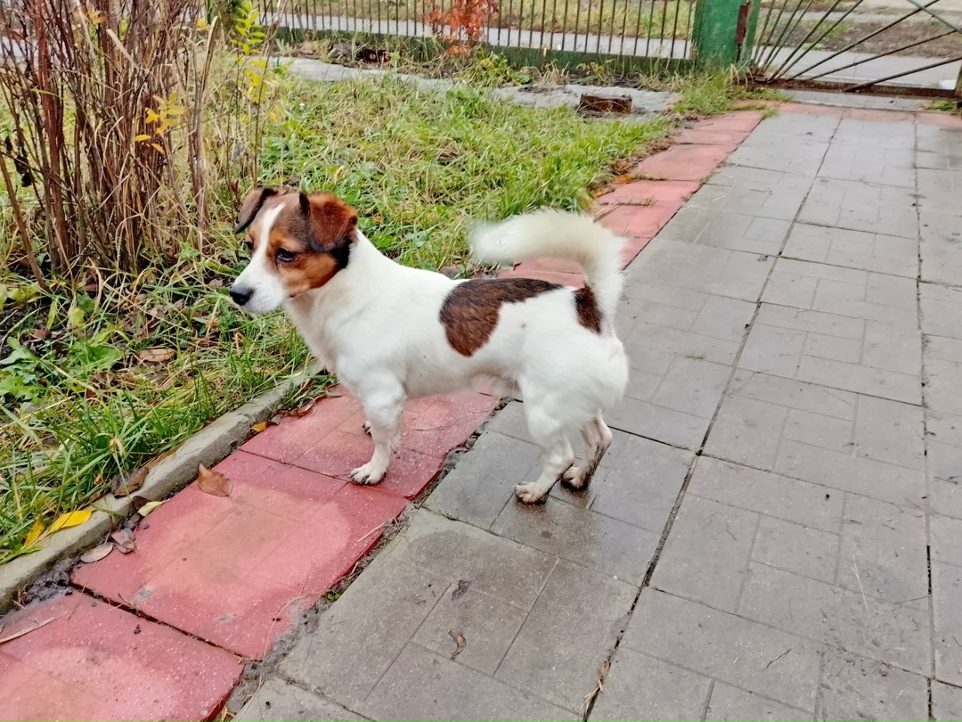 Найдена собака в Тамбове — фото объявления