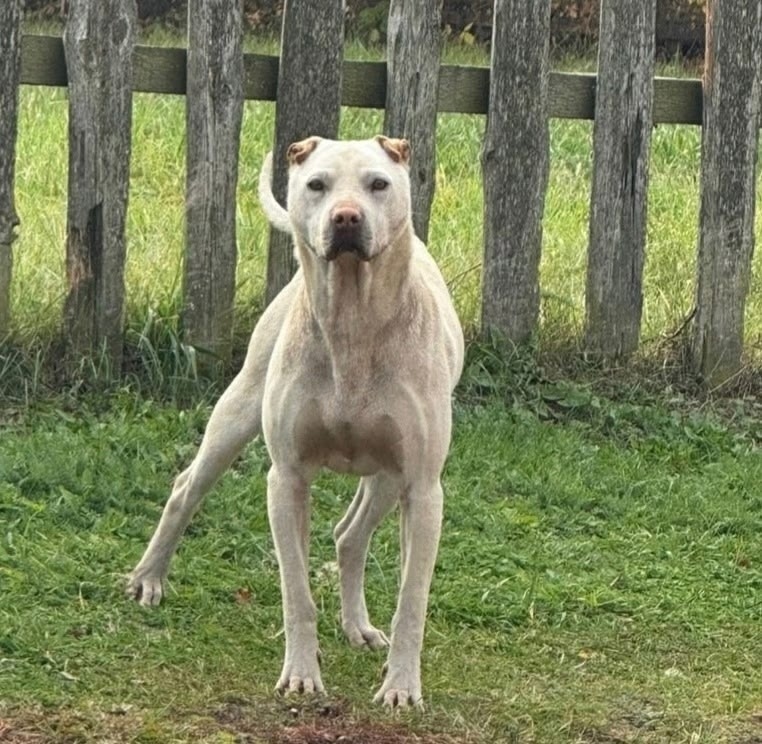 Найдена собака в Тамбове — фото объявления