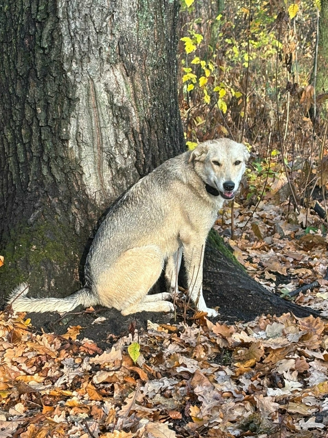 Пропала собака в Тамбове — фото объявления