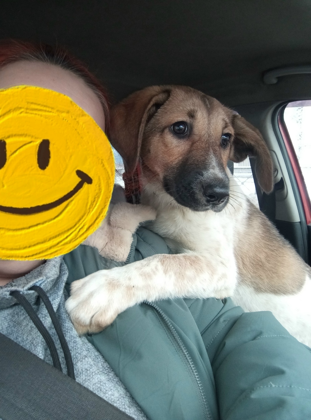 Найдена собака в Череповце — фото объявления