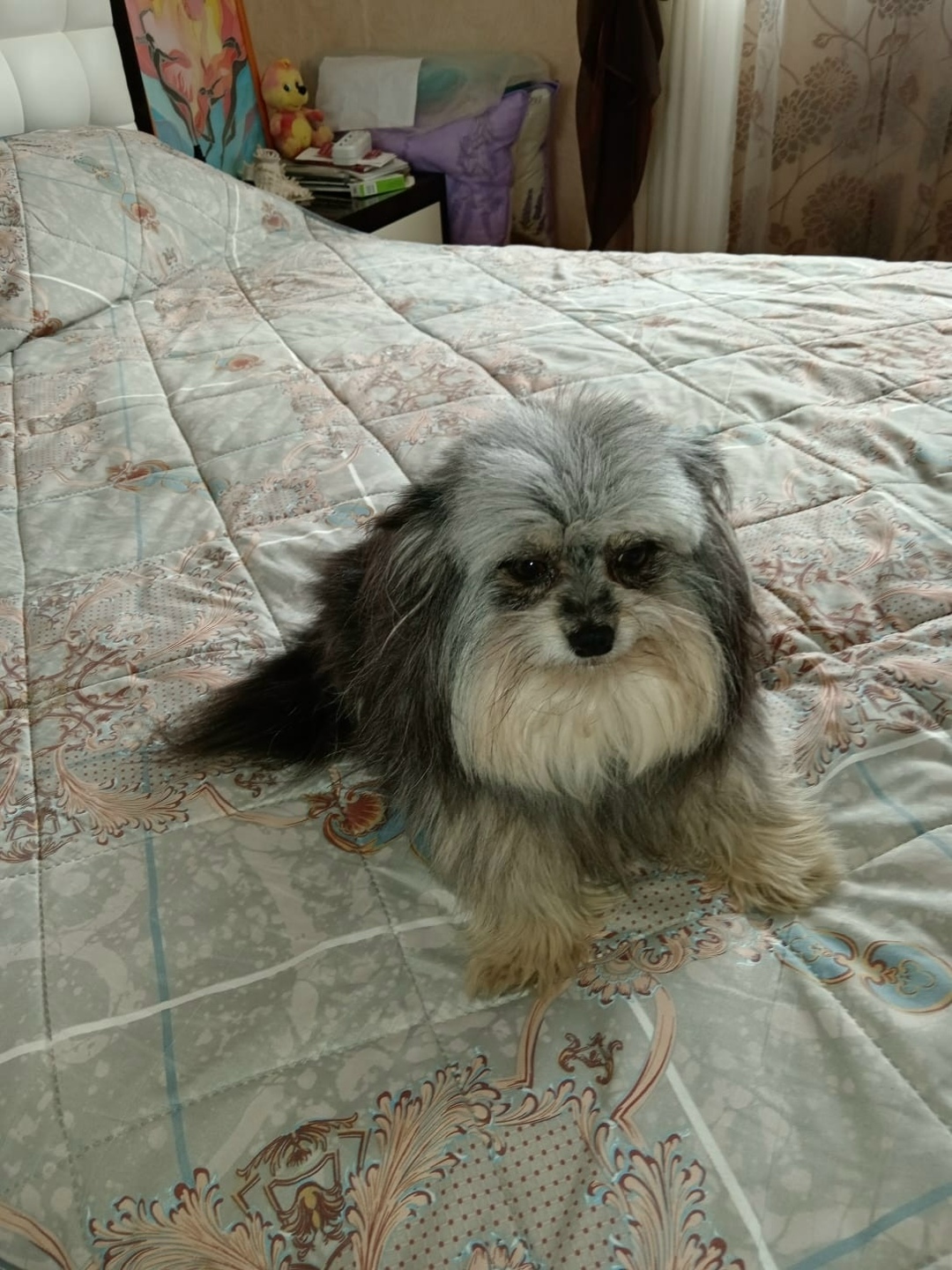 Пропала собака в Череповце — фото объявления