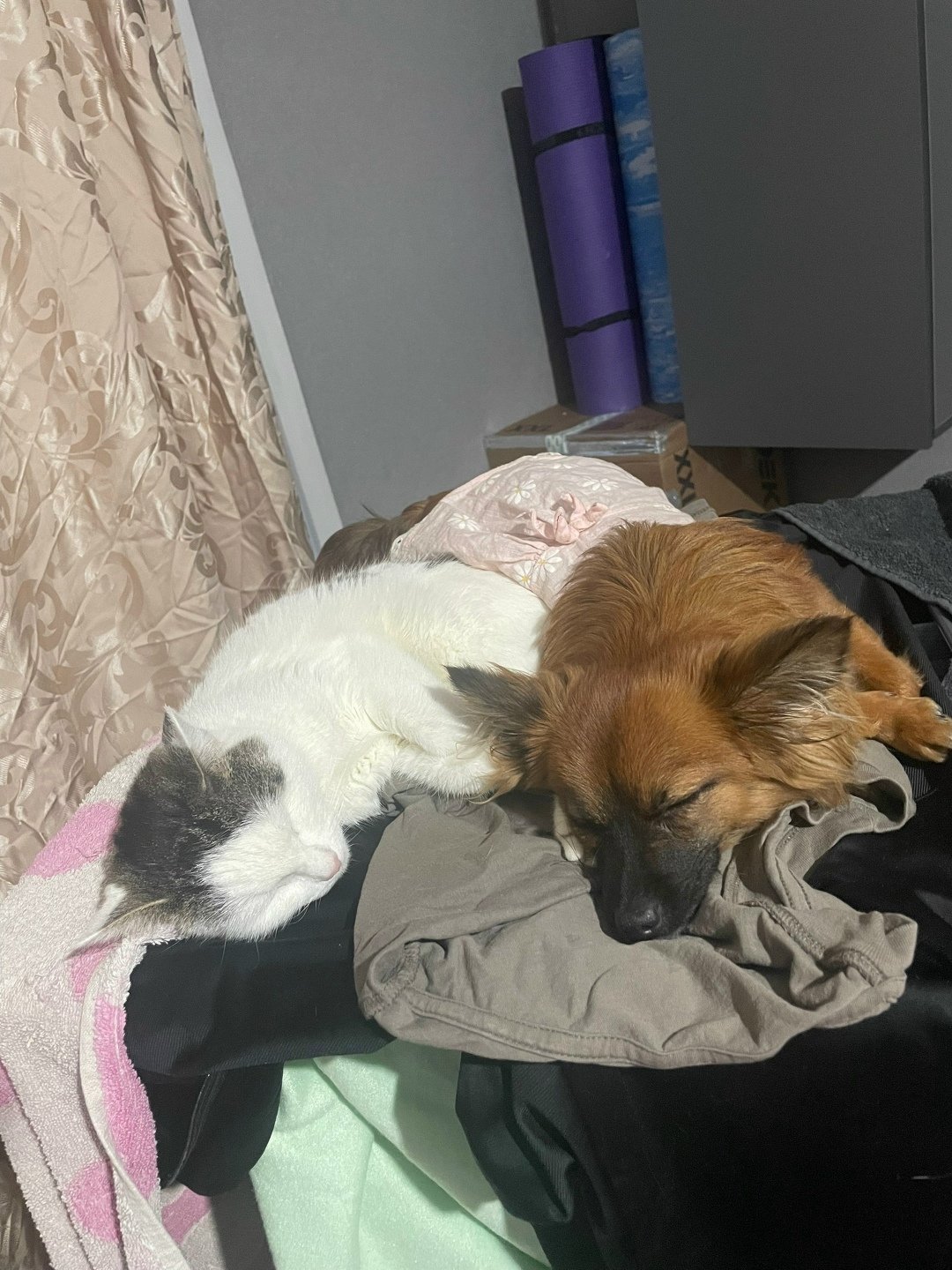 Пропала кошка в Череповце — фото объявления