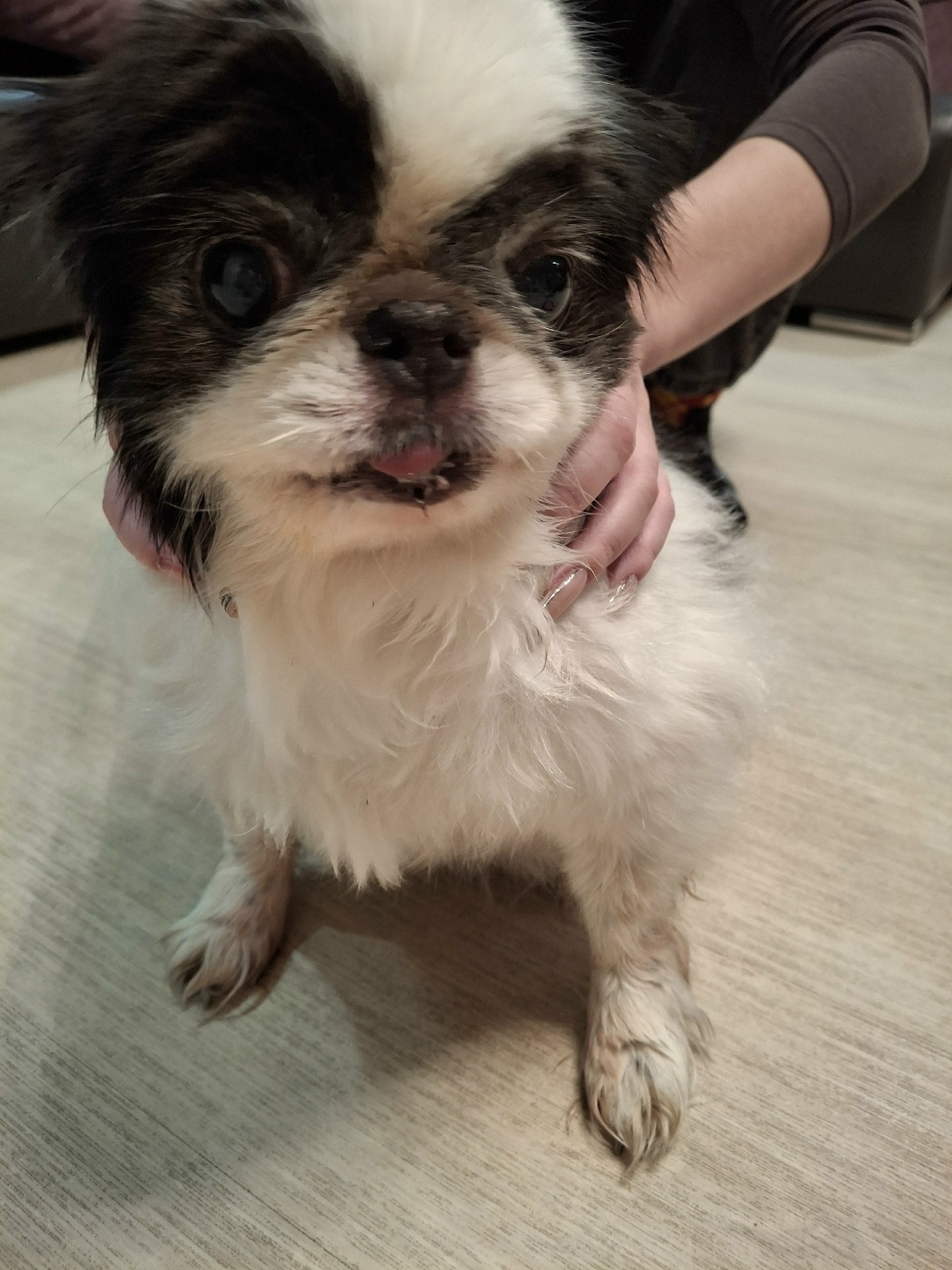 Пропала собака в Череповце — фото объявления