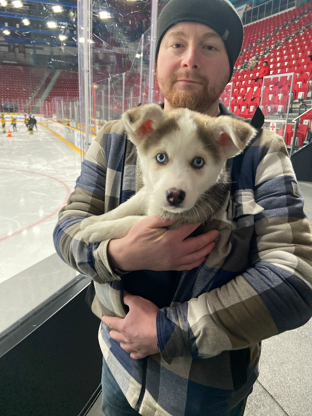 Найдена собака в Череповце — фото объявления