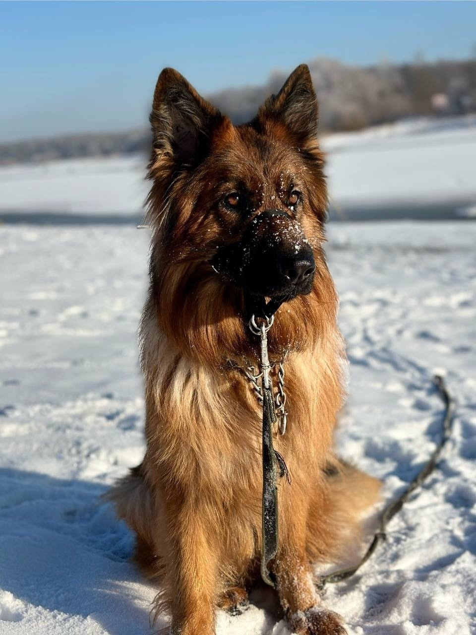Пропала собака в Череповце — фото объявления
