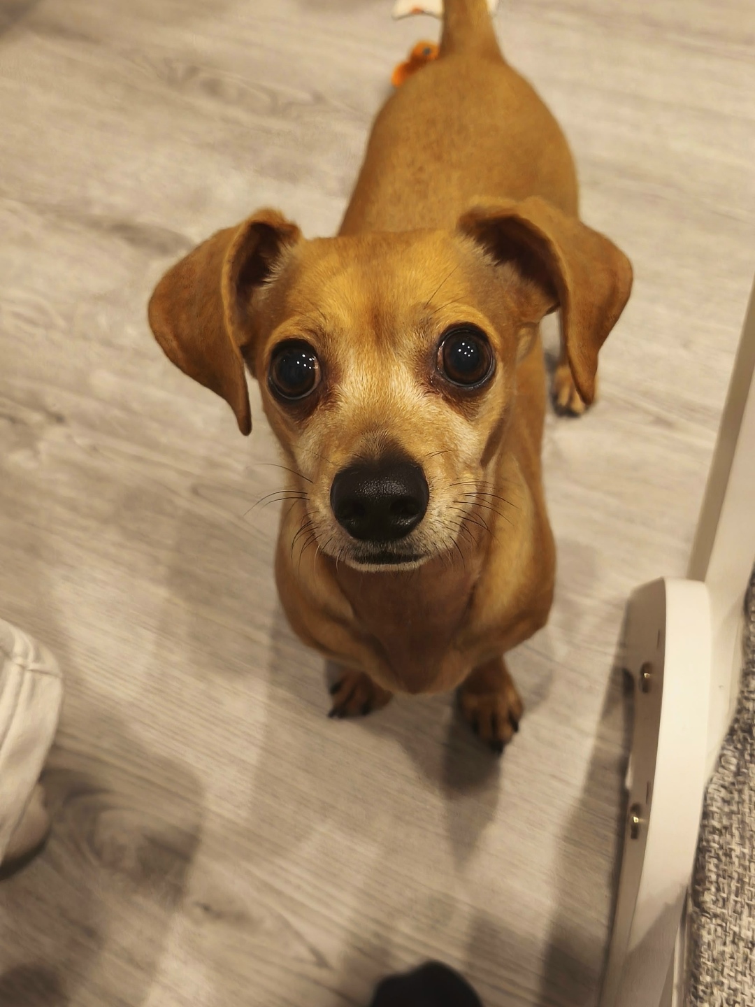 Пропала собака в Череповце — фото объявления